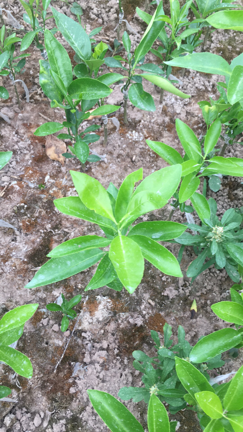 明日见苗子很好很老