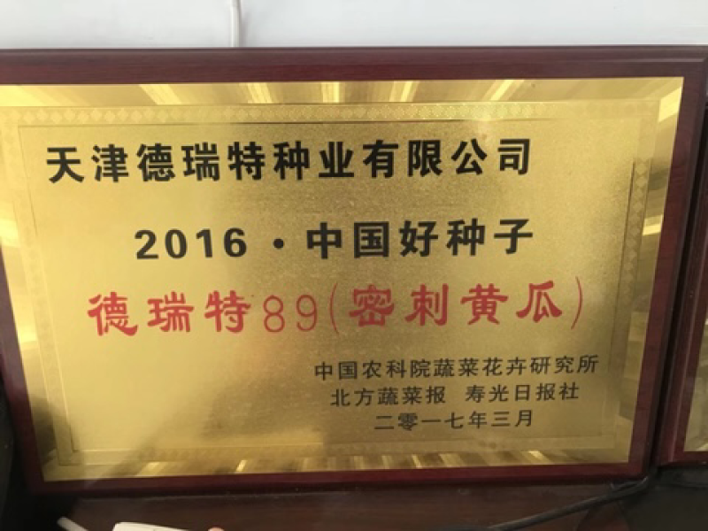 德瑞特89晚春，越夏黄瓜