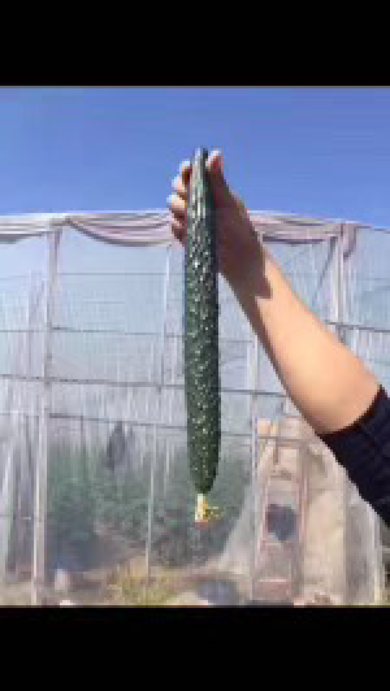 德瑞特89晚春，越夏黄瓜
