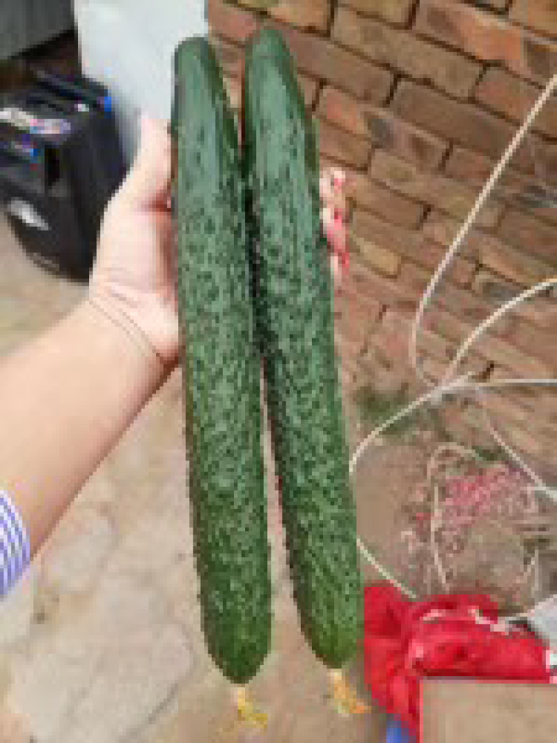 德瑞特89晚春，越夏黄瓜