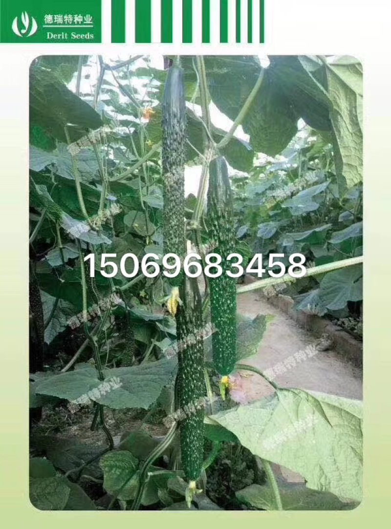 德瑞特89晚春，越夏黄瓜