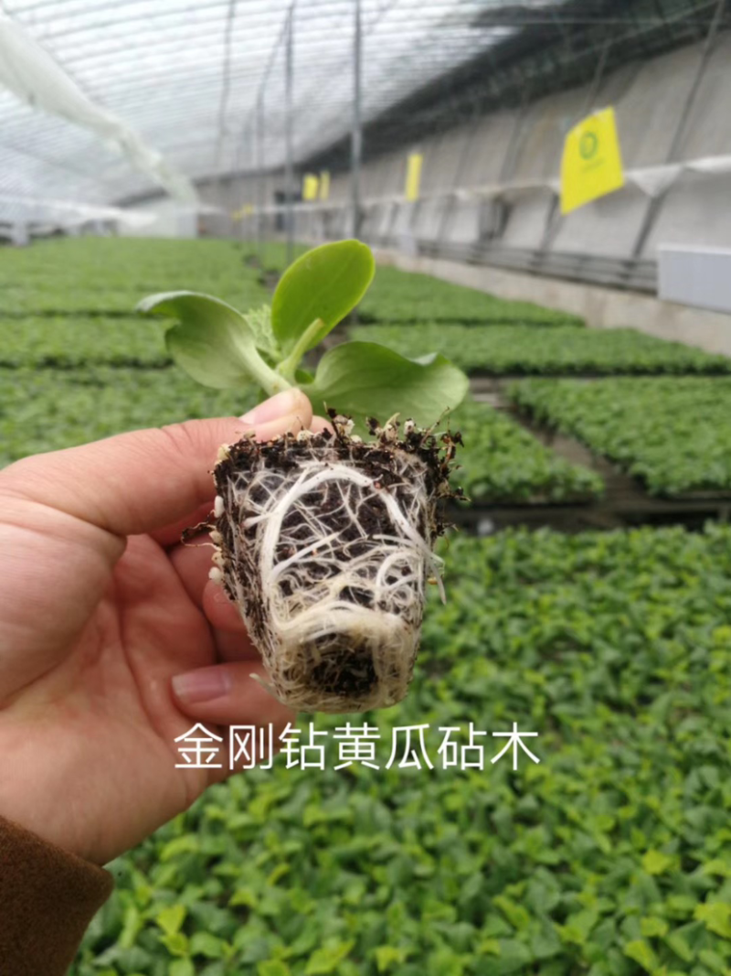德瑞特620越冬黄瓜
