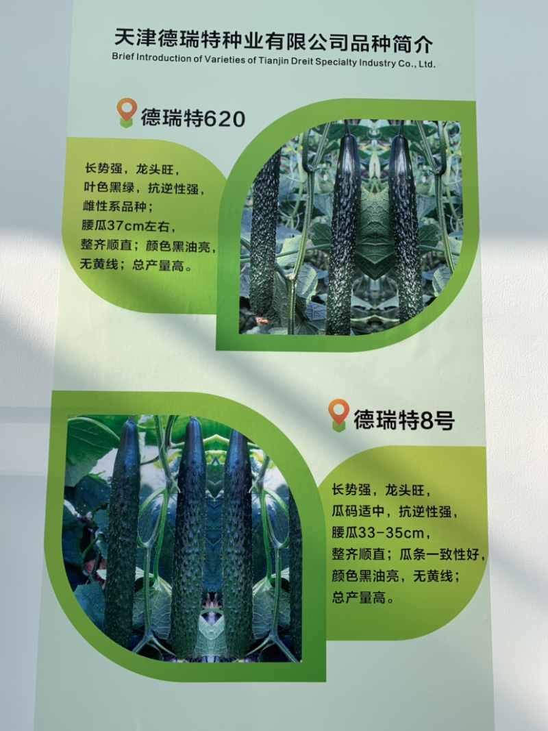 德瑞特620越冬黄瓜