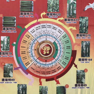 德瑞特620越冬黄瓜