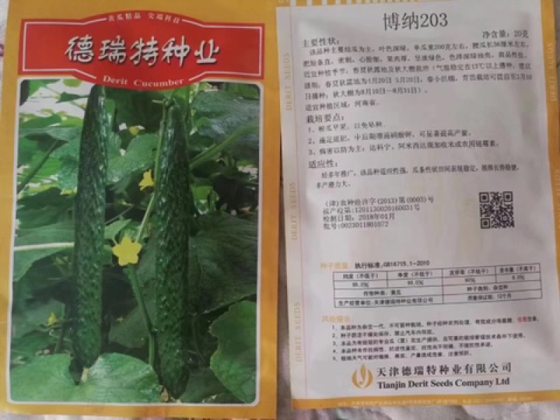德瑞特博纳203，露地直播油亮黄瓜
