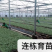德瑞特博纳203，露地直播油亮黄瓜