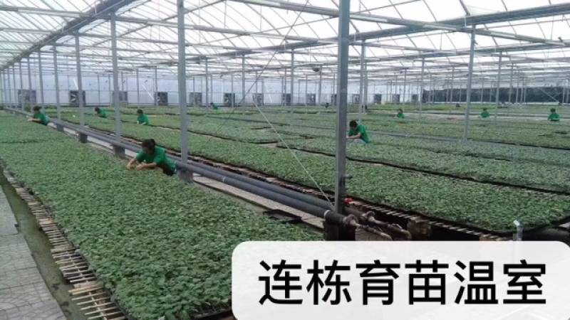 德瑞特博纳203，露地直播油亮黄瓜