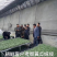 德瑞特博纳203，露地直播油亮黄瓜