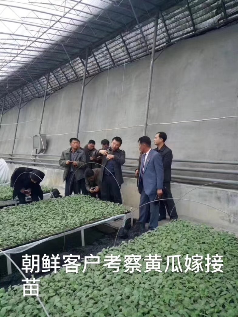 德瑞特博纳203，露地直播油亮黄瓜
