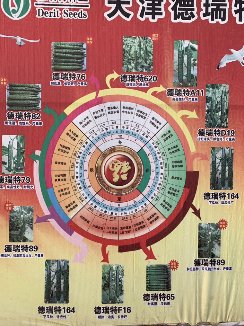 德瑞特博纳203，露地直播油亮黄瓜