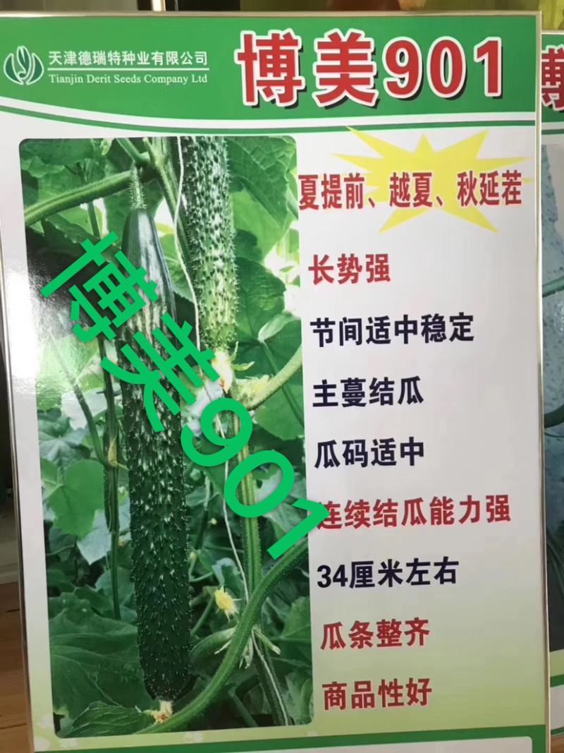 德瑞特博美901，晚春，越夏，早秋栽培，强雌油亮