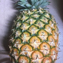云南西双版纳生态无眼菠萝大量供应产地直销，自产自销