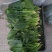 菠菜15~20厘米