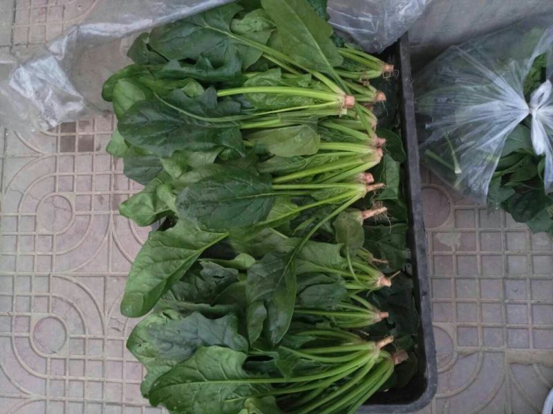 菠菜15~20厘米