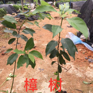樟树