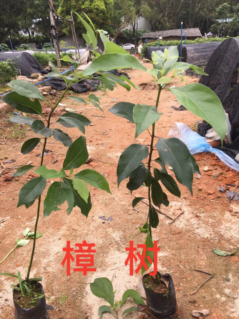 樟树