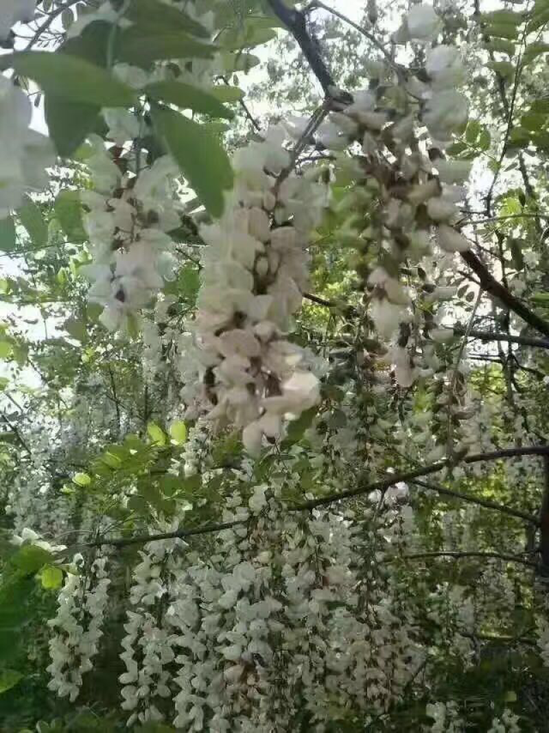 洋槐蜂蜜