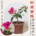 福建三角梅花卉盆景大棚种植，喜欢什么花色直接询价