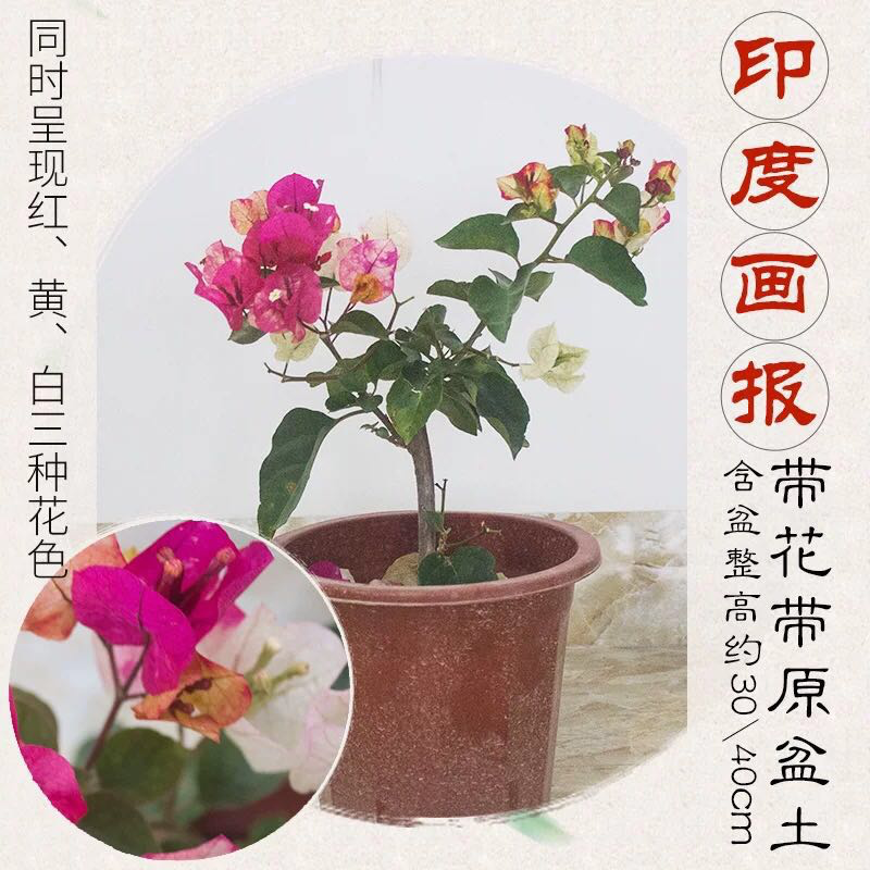 福建三角梅花卉盆景大棚种植，喜欢什么花色直接询价