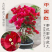 福建三角梅花卉盆景大棚种植，喜欢什么花色直接询价