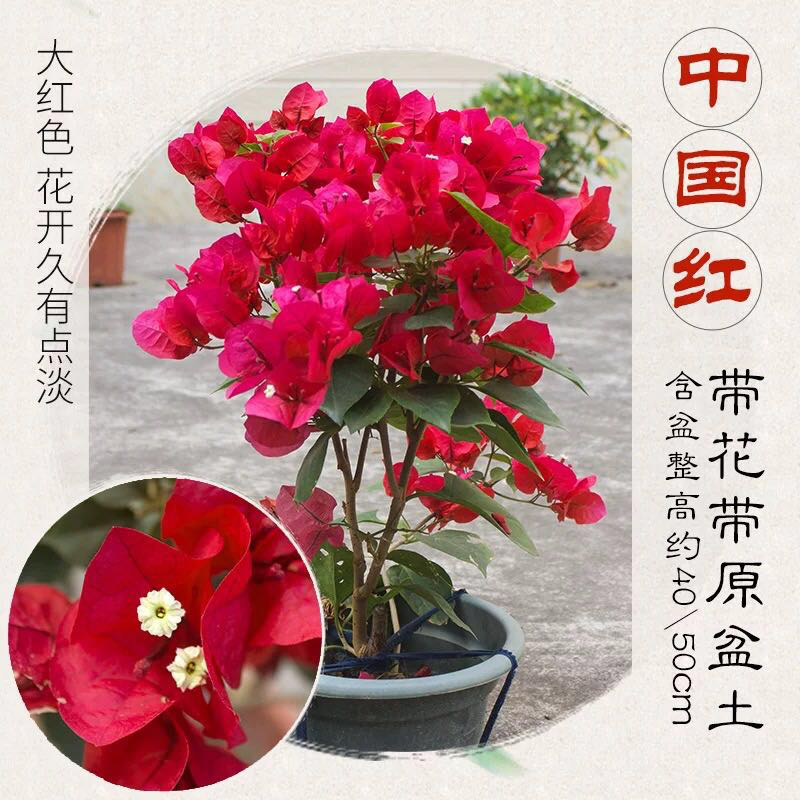 福建三角梅花卉盆景大棚种植，喜欢什么花色直接询价