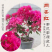福建三角梅花卉盆景大棚种植，喜欢什么花色直接询价