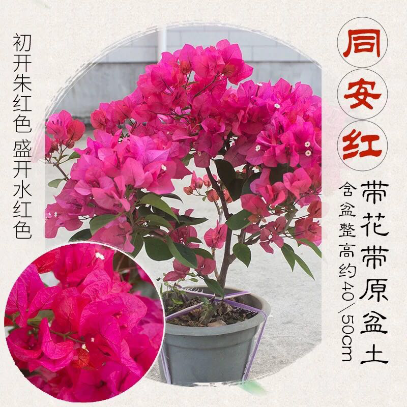 福建三角梅花卉盆景大棚种植，喜欢什么花色直接询价