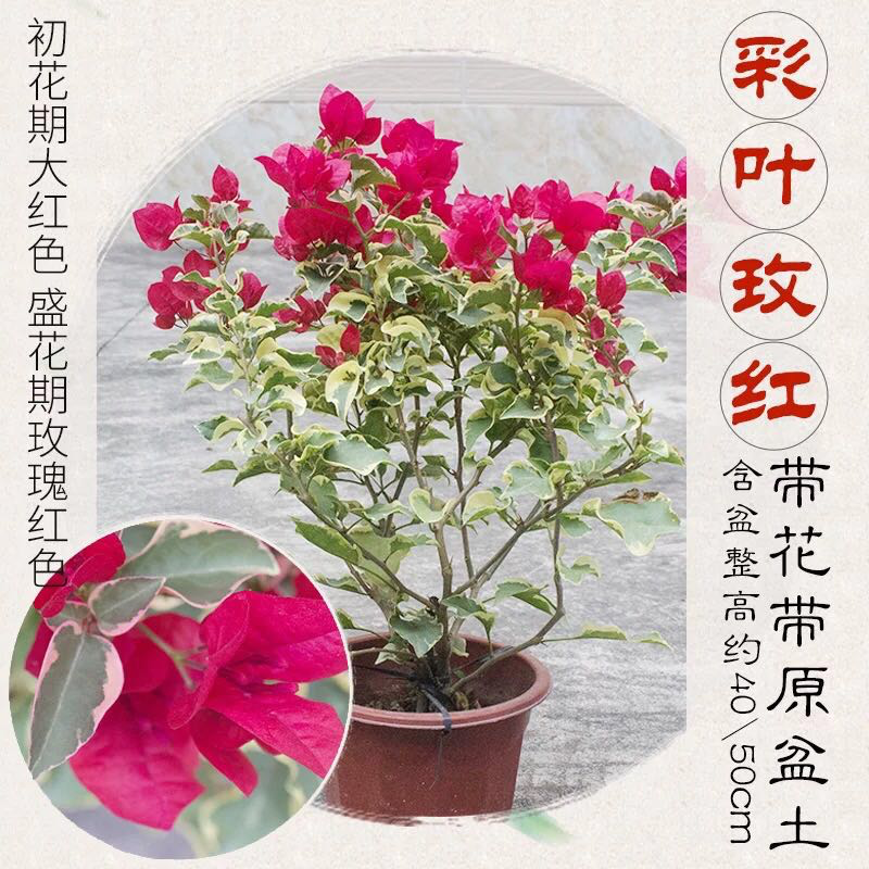 福建三角梅花卉盆景大棚种植，喜欢什么花色直接询价