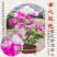 福建三角梅花卉盆景大棚种植，喜欢什么花色直接询价