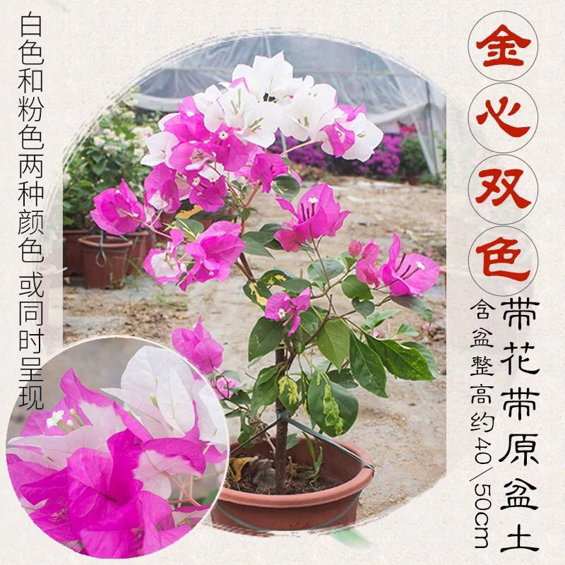 福建三角梅花卉盆景大棚种植，喜欢什么花色直接询价