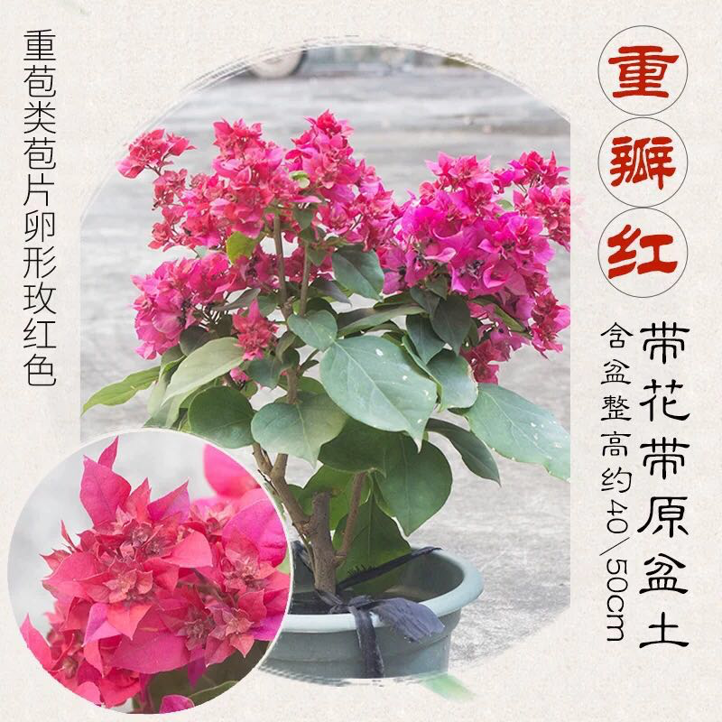 福建三角梅花卉盆景大棚种植，喜欢什么花色直接询价