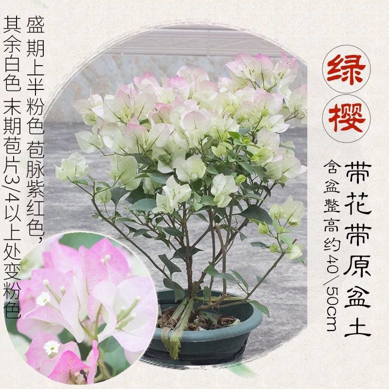 福建三角梅花卉盆景大棚种植，喜欢什么花色直接询价
