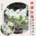 福建三角梅花卉盆景大棚种植，喜欢什么花色直接询价