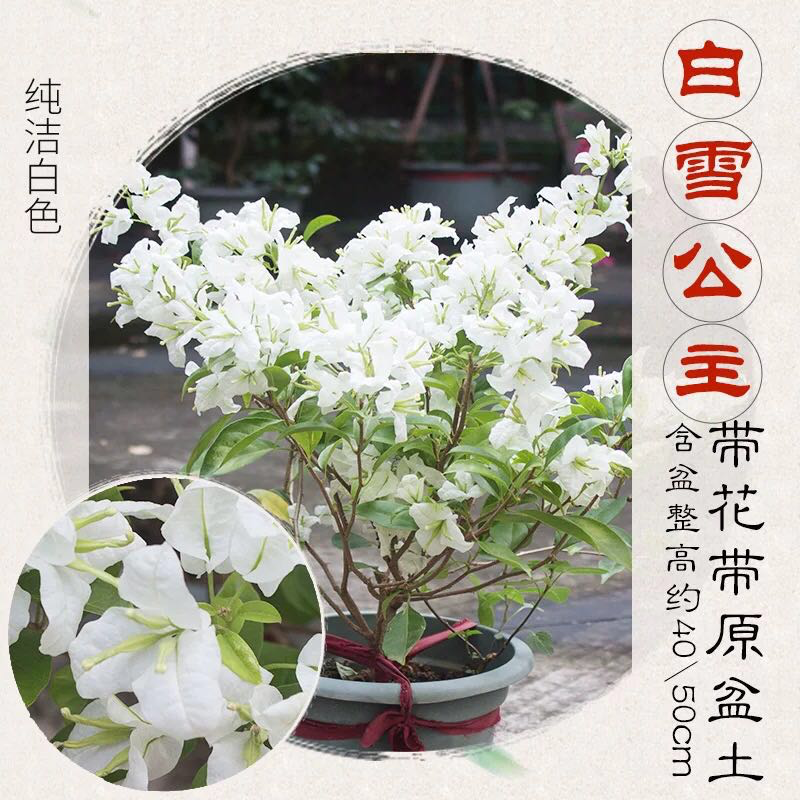 福建三角梅花卉盆景大棚种植，喜欢什么花色直接询价