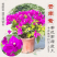 福建三角梅花卉盆景大棚种植，喜欢什么花色直接询价
