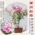 福建三角梅花卉盆景大棚种植，喜欢什么花色直接询价