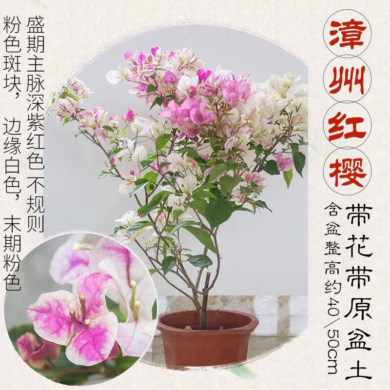 福建三角梅花卉盆景大棚种植，喜欢什么花色直接询价