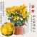 福建三角梅花卉盆景大棚种植，喜欢什么花色直接询价