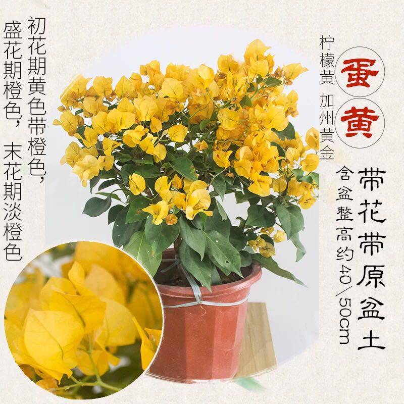 福建三角梅花卉盆景大棚种植，喜欢什么花色直接询价