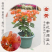 福建三角梅花卉盆景大棚种植，喜欢什么花色直接询价