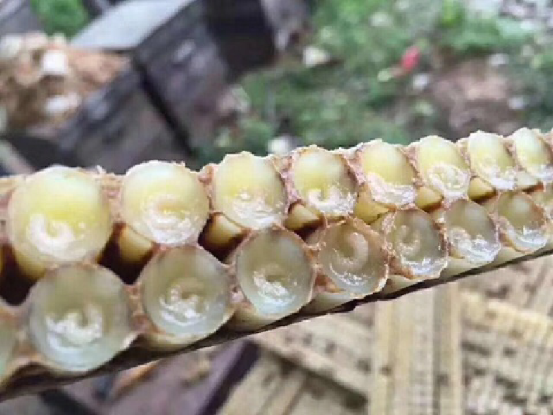 蜂王浆