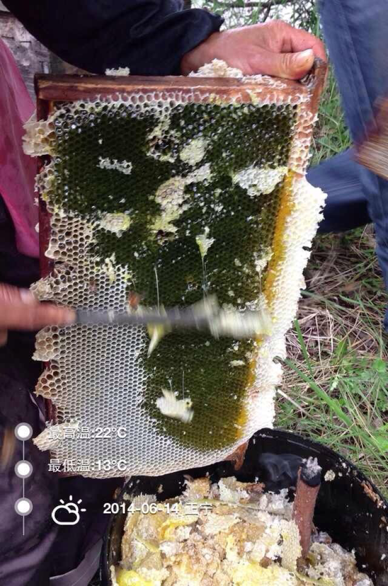 五倍子蜂蜜