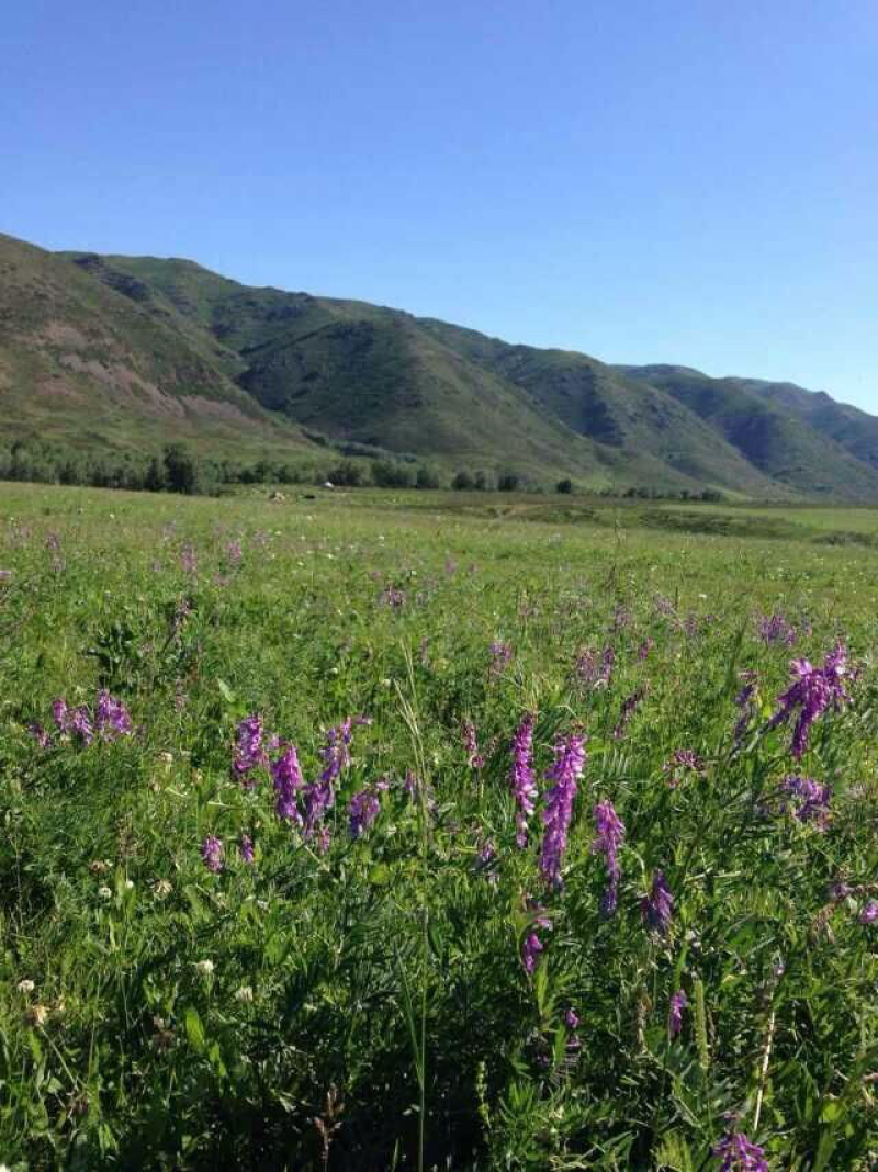 百花蜜
