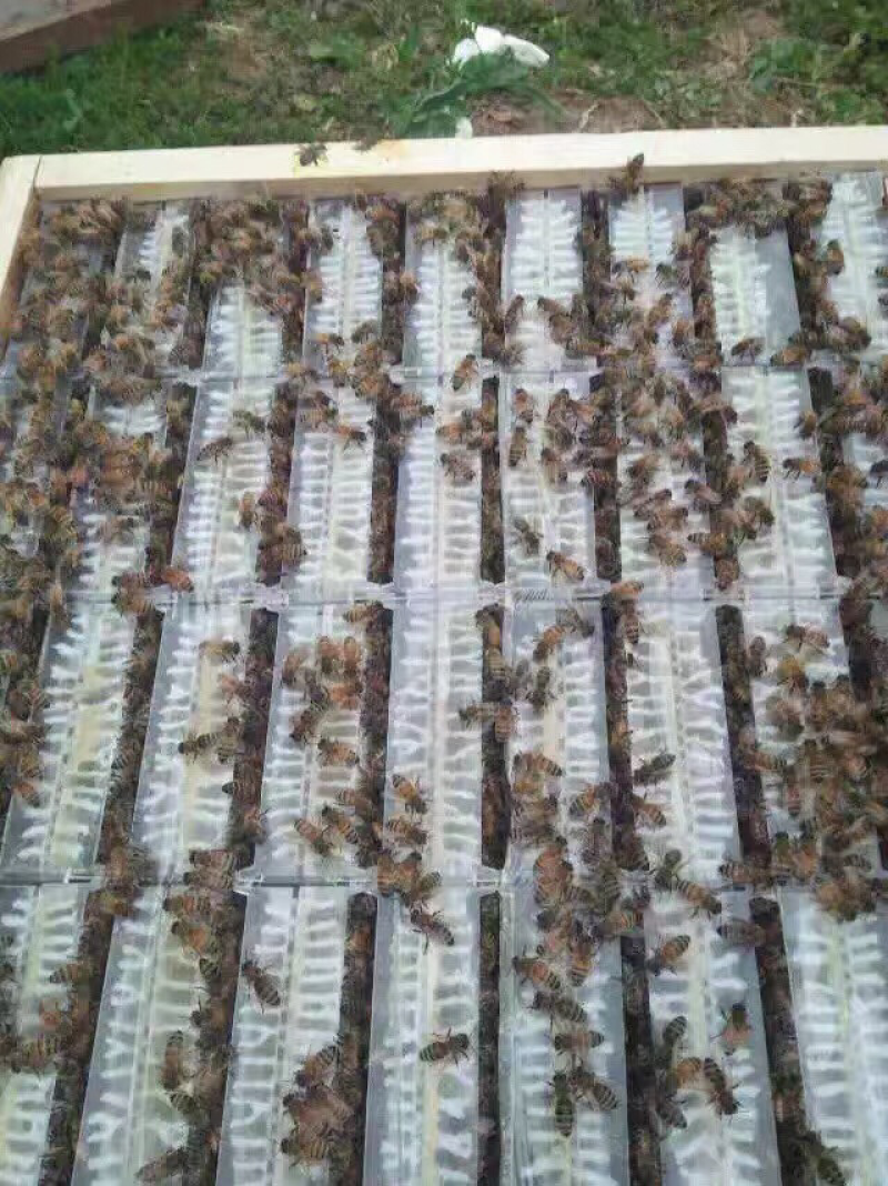 蜂巢蜜精选封盖率98%