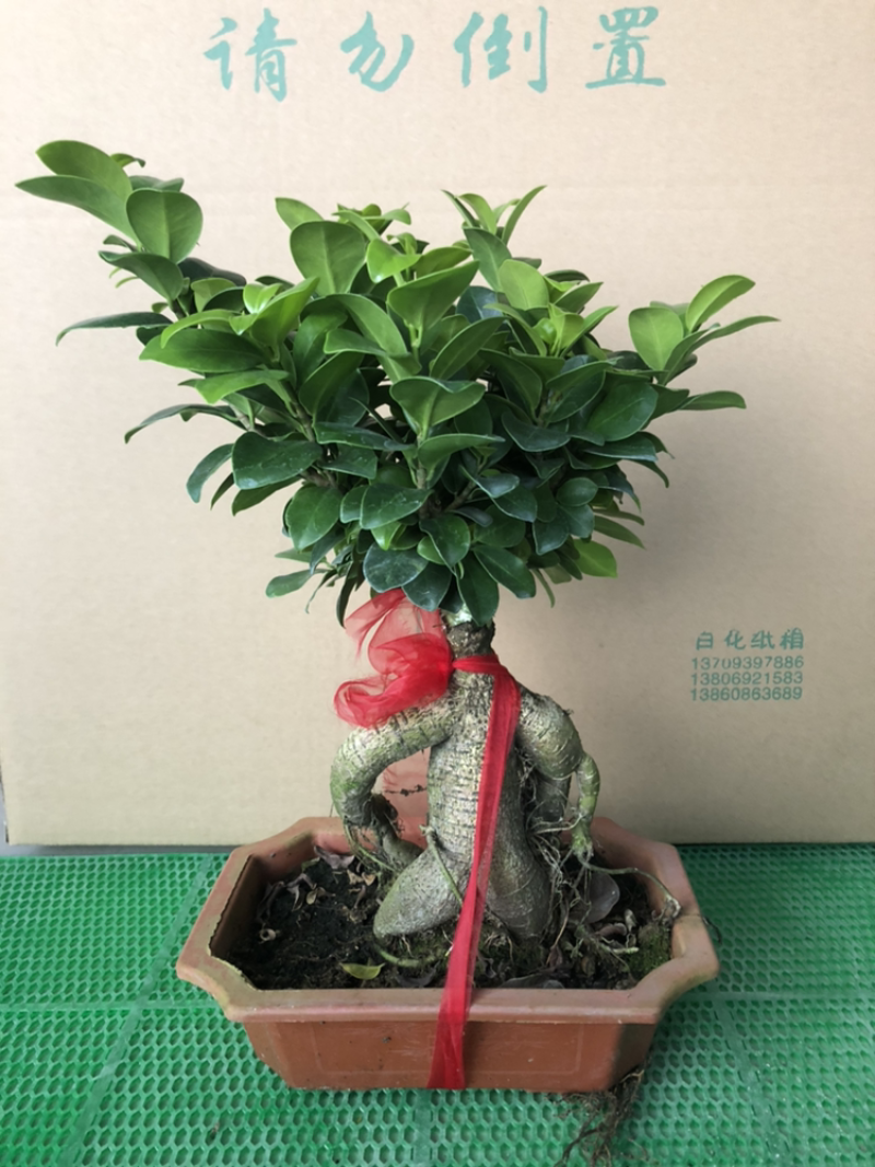 人参榕人参榕榕树大