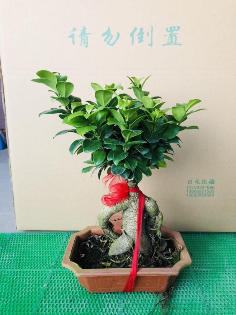 人参榕人参榕榕树大