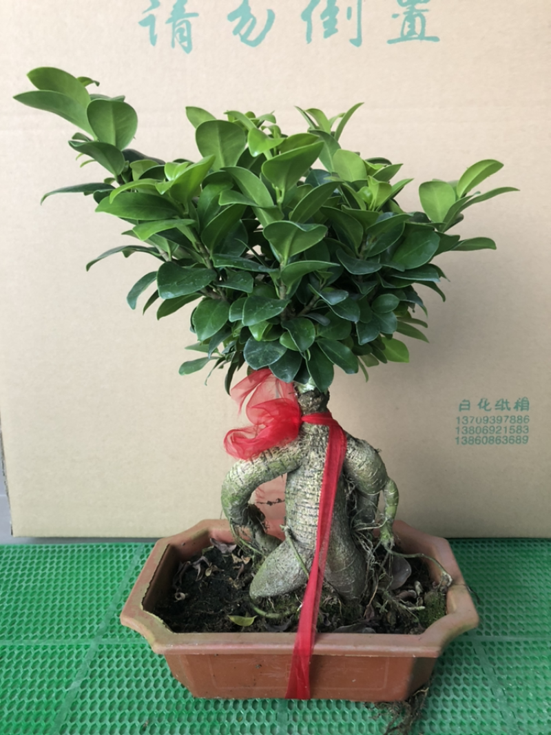 人参榕人参榕榕树大