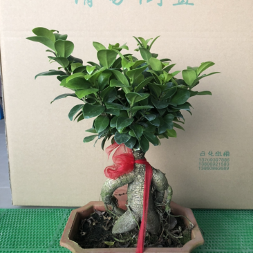 人参榕人参榕榕树大