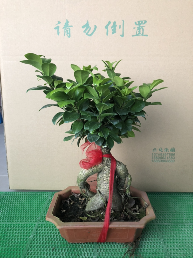 人参榕人参榕榕树大