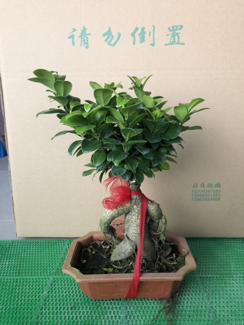 人参榕人参榕榕树大